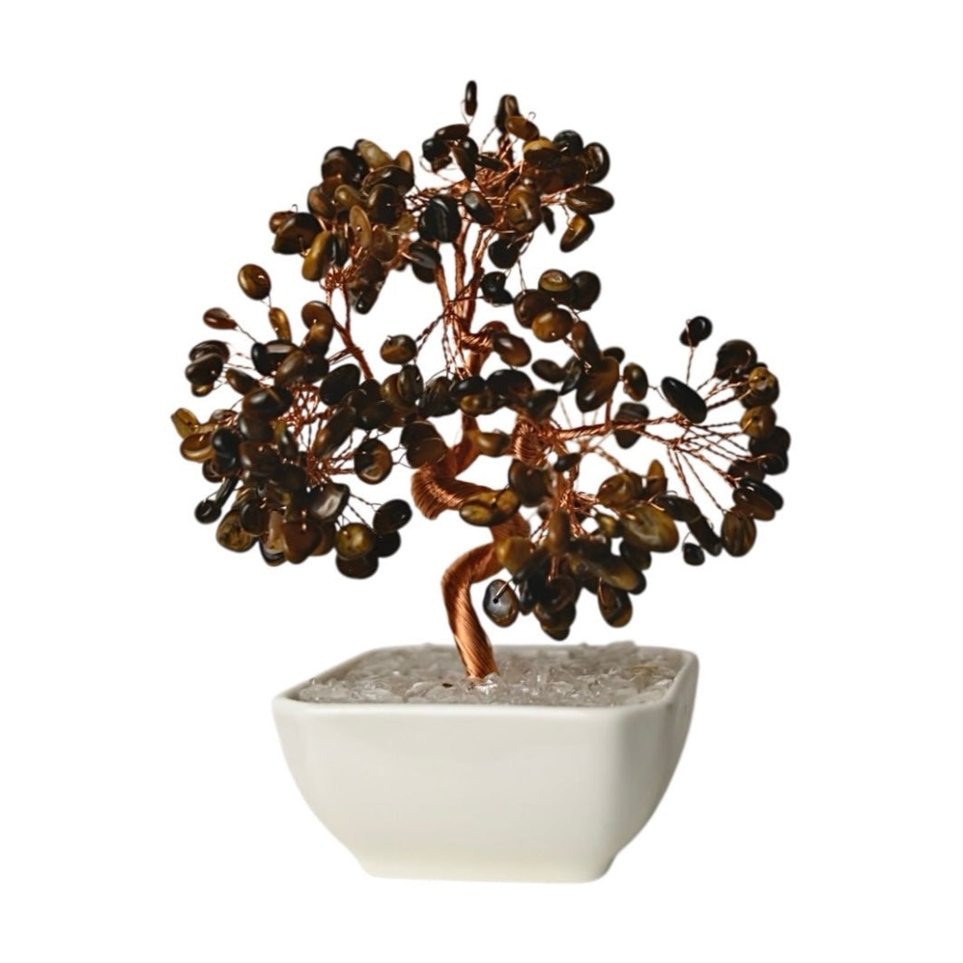 Tigerauge Baum in Keramiktopf