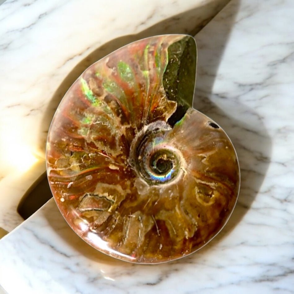 Schillernder Ammonit - CrystalScents