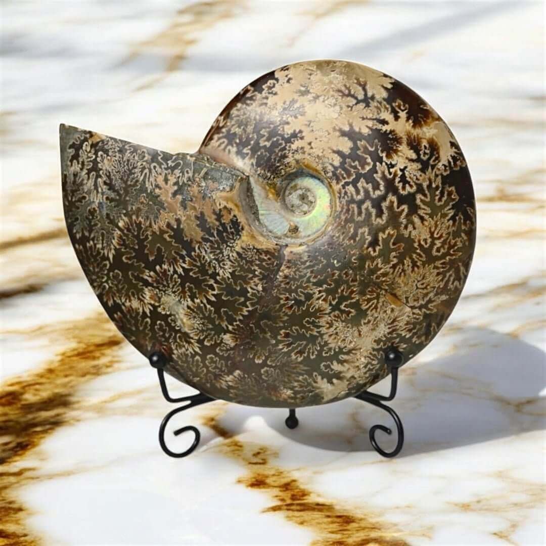 Ammoniten – die fossilen Muscheln der Urzeit