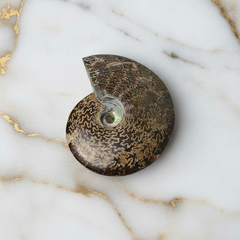 Ammoniten – Schutz & Transformation