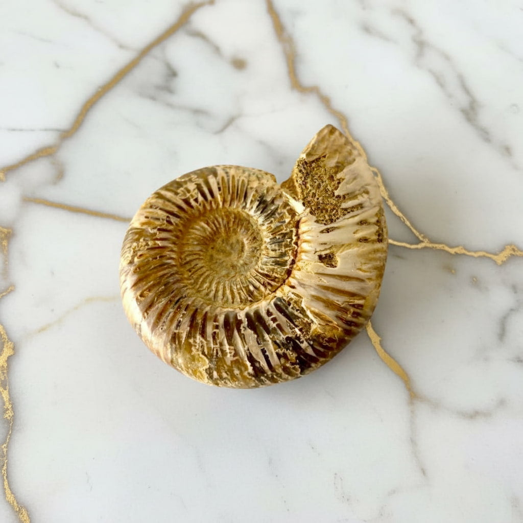 Ammonit – Faszinierende Naturkunst CrystalScents