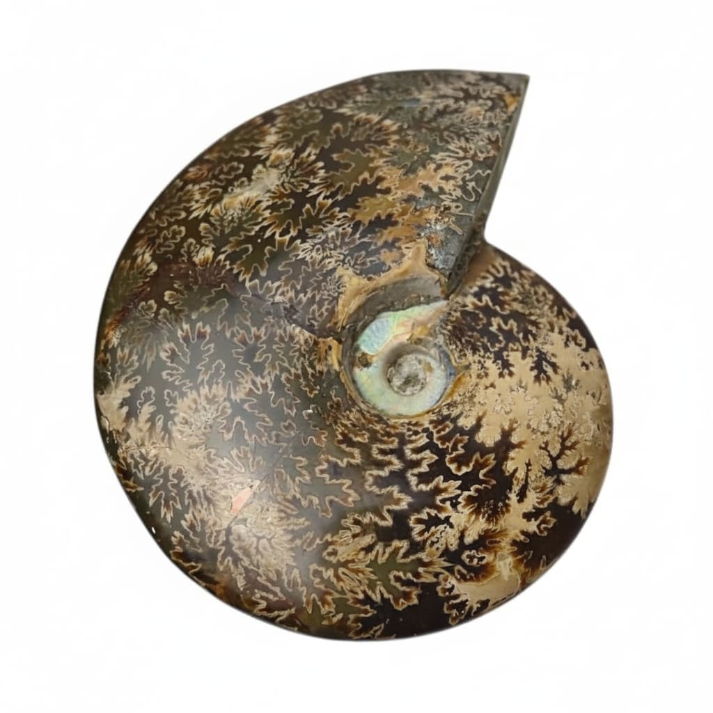 Ammonit mit Halterung - Fossiles Highlight