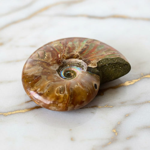 Ammonit - Fossiles Farbspiel in deiner Hand CrystalScents