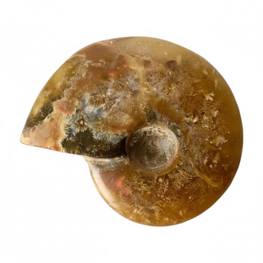Ammonit - Naturkunst aus der Urzeit CrystalScents