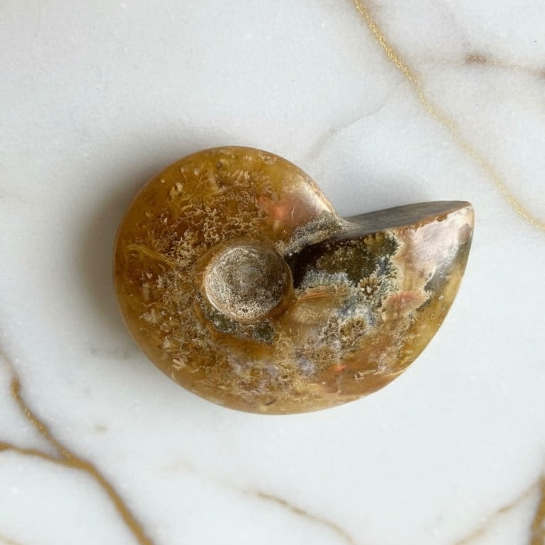 Ammonit - Naturkunst aus der Urzeit CrystalScents