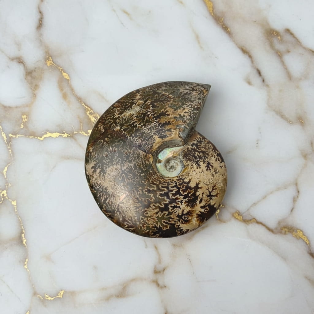 Ammonit mit Halterung - Fossiles Highlight