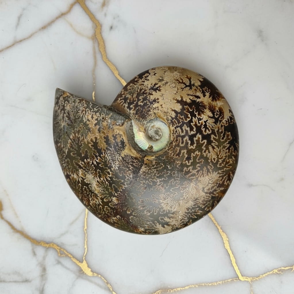 Ammonit mit Halterung - Fossiles Highlight