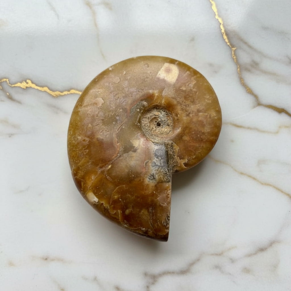 Ammonit - Naturkunst aus der Urzeit CrystalScents