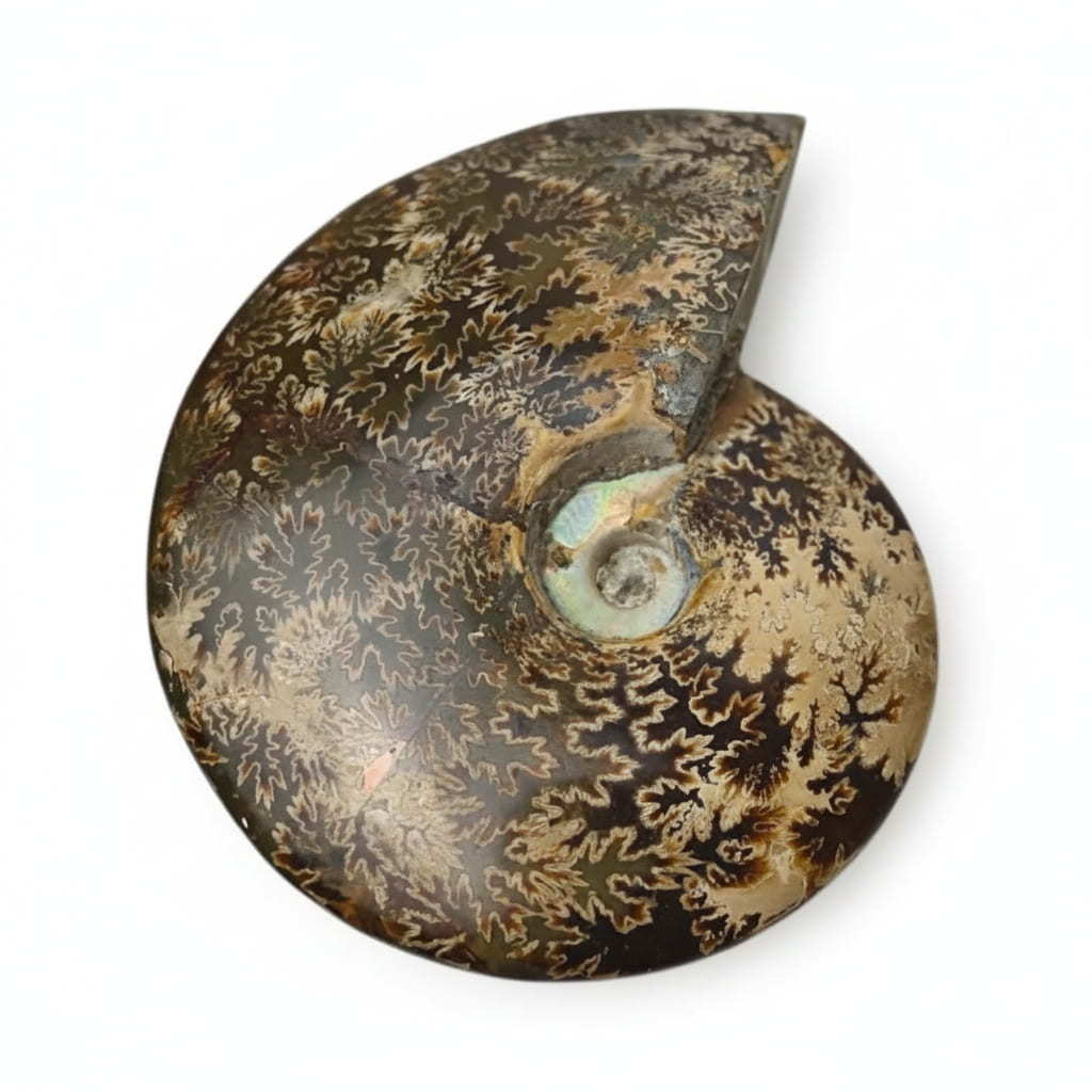 Ammonit mit Halterung - Fossiles Highlight