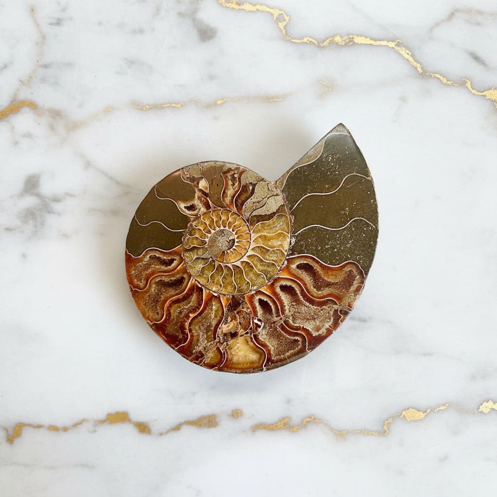 Ammonit Fossil – Fossiles Naturwunder für Deko & Meditation CrystalScents