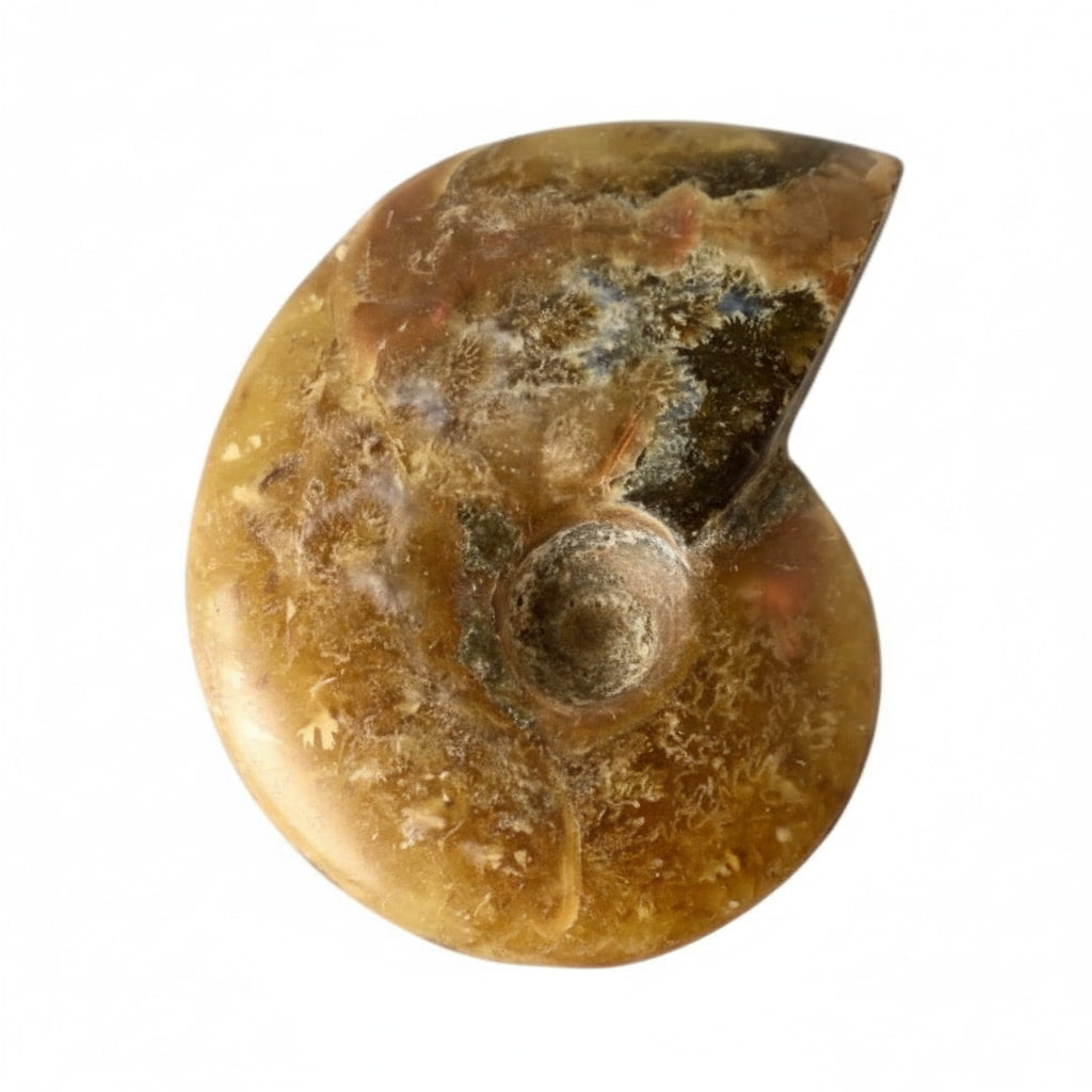 Ammonit - Naturkunst aus der Urzeit CrystalScents
