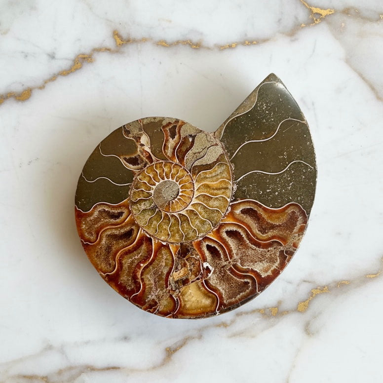 Ammonit Fossil – Fossiles Naturwunder für Deko & Meditation CrystalScents