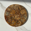 Ammoniten Scheibe - Fossile Kunst CrystalScents