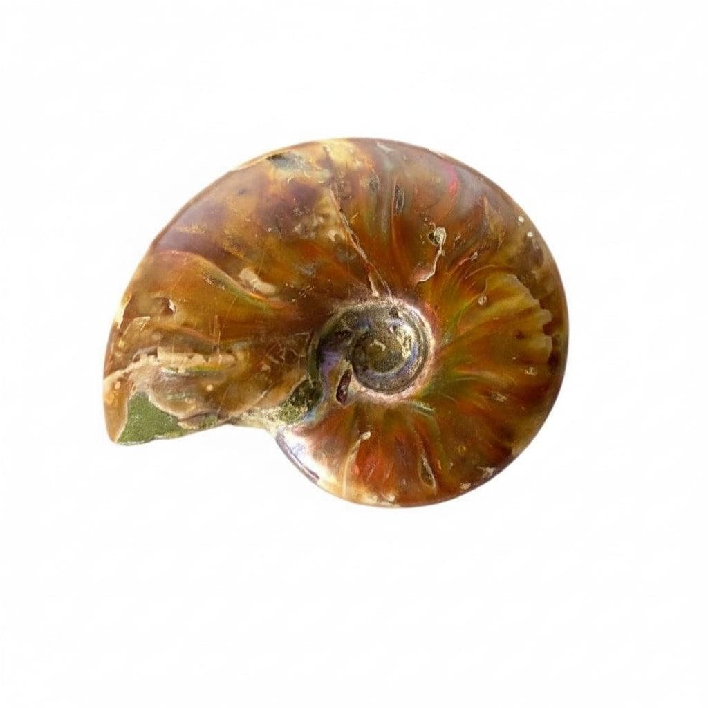 Ammonit - Fossiles Farbspiel in deiner Hand CrystalScents