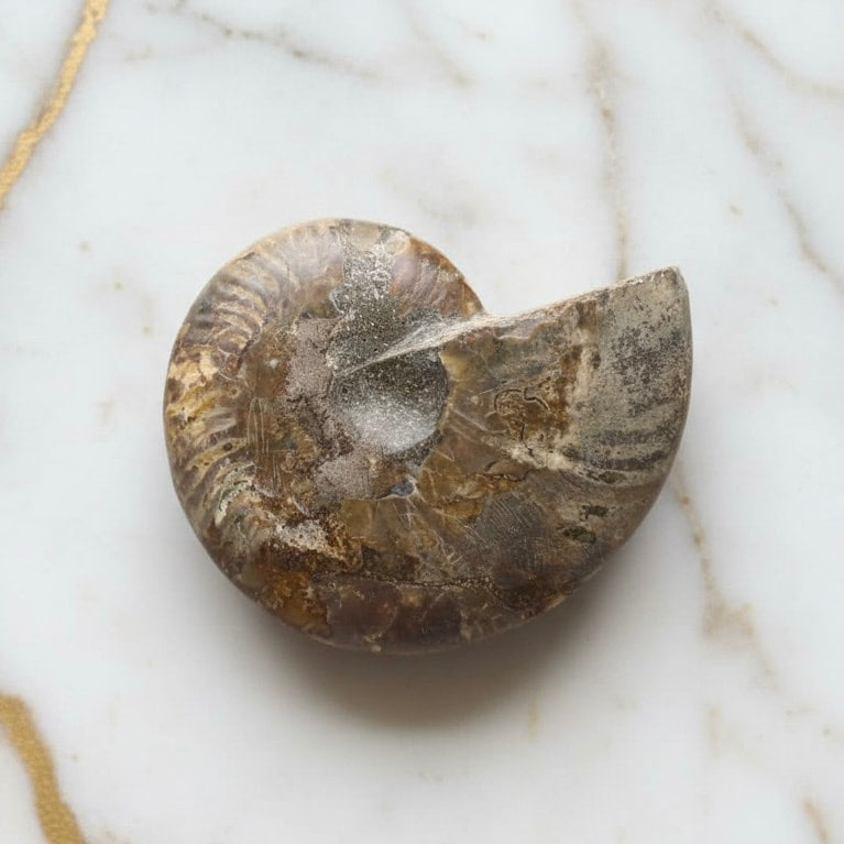 Ammonit Fossil – Fossiles Naturwunder für Deko & Meditation CrystalScents
