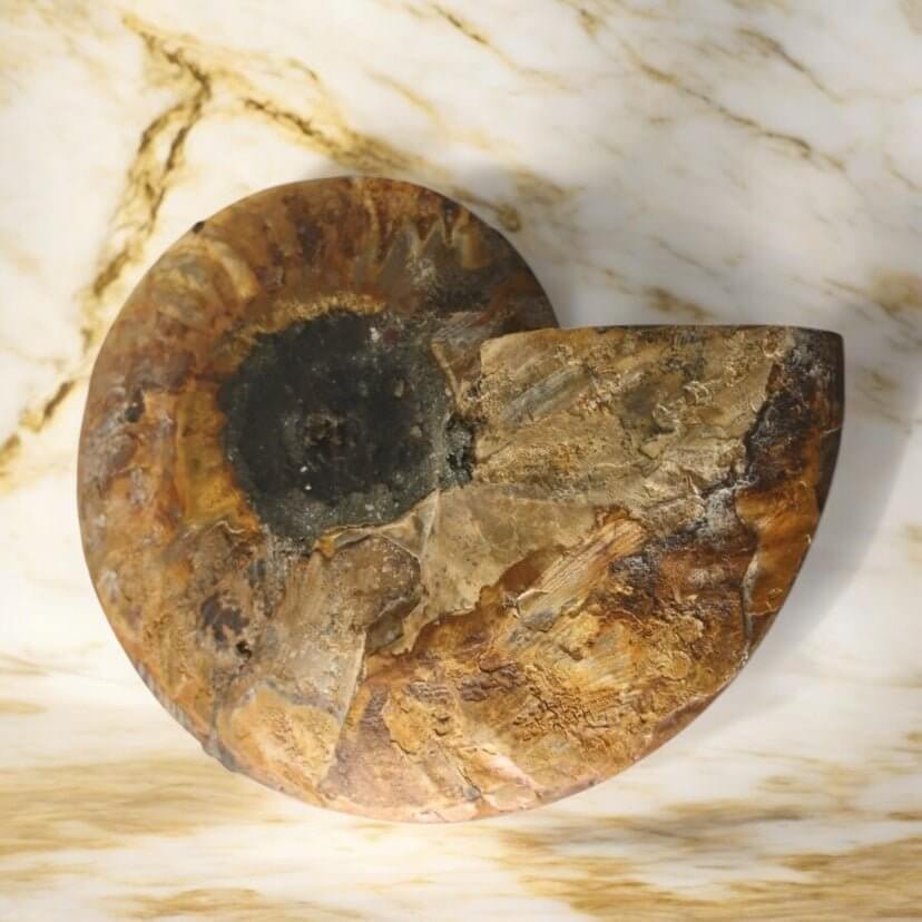 Ammonit – Ausdrucksstarkes Sammlerstück aus vergangenen Zeiten