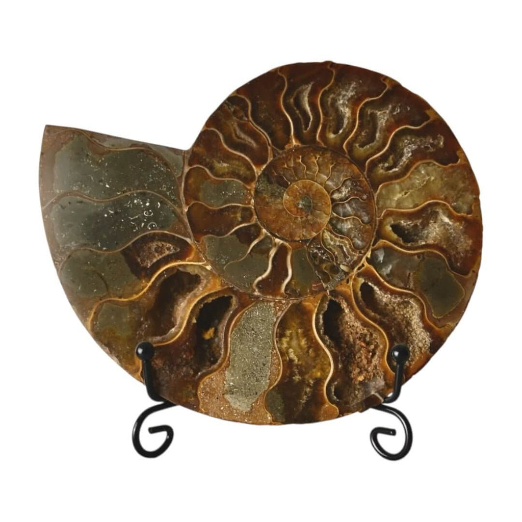 Ammonit – Ausdrucksstarkes Sammlerstück aus vergangenen Zeiten