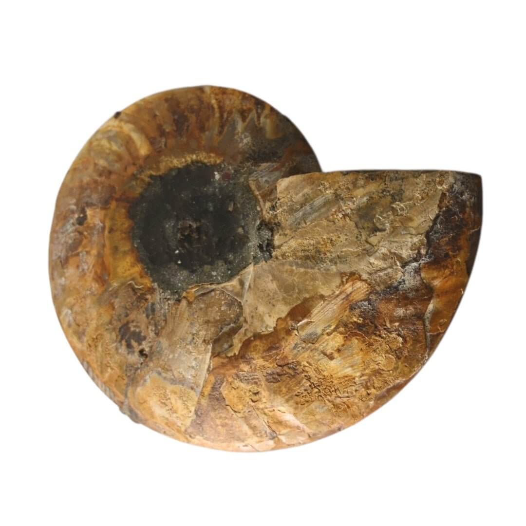 Ammonit – Ausdrucksstarkes Sammlerstück aus vergangenen Zeiten