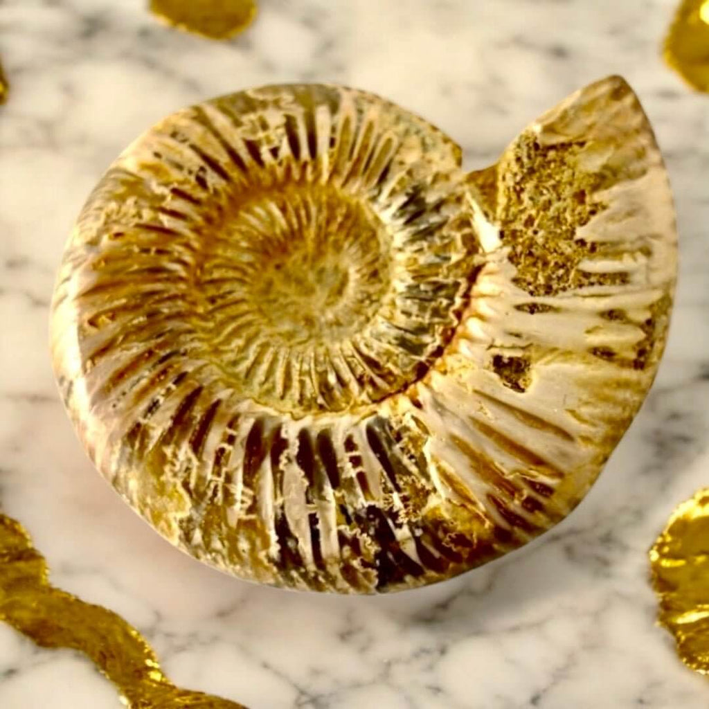 Ammonit – Naturkunst aus der Urzeit