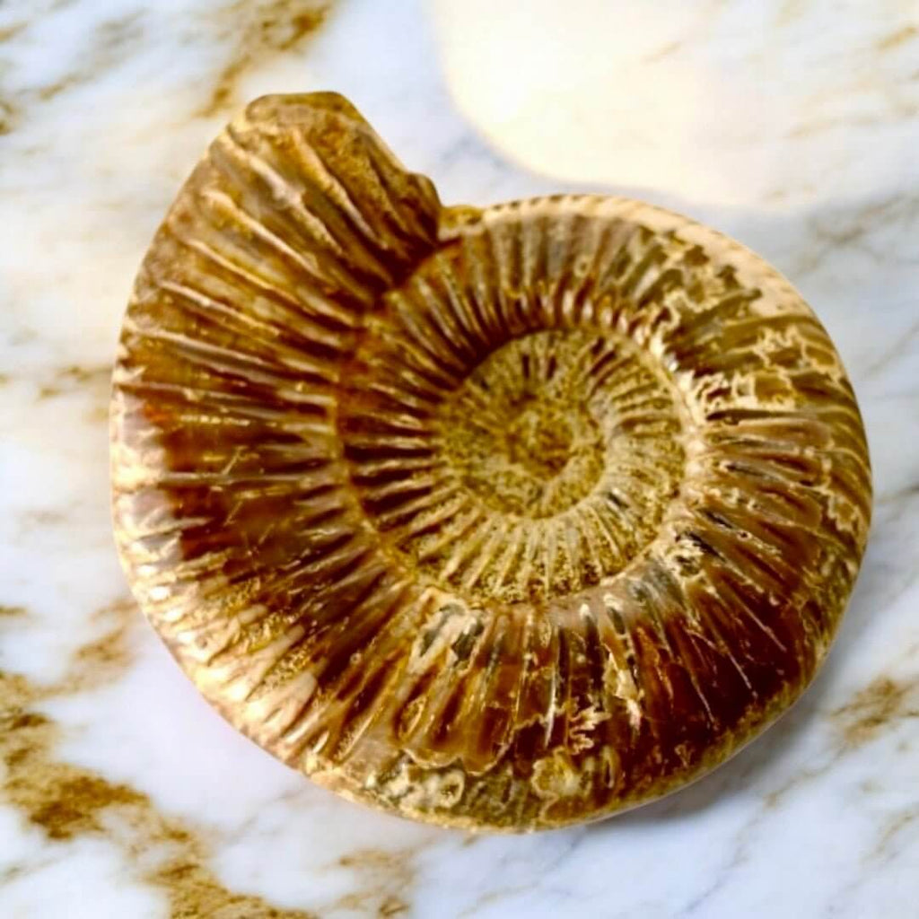 Ammonit – Naturkunst aus der Urzeit