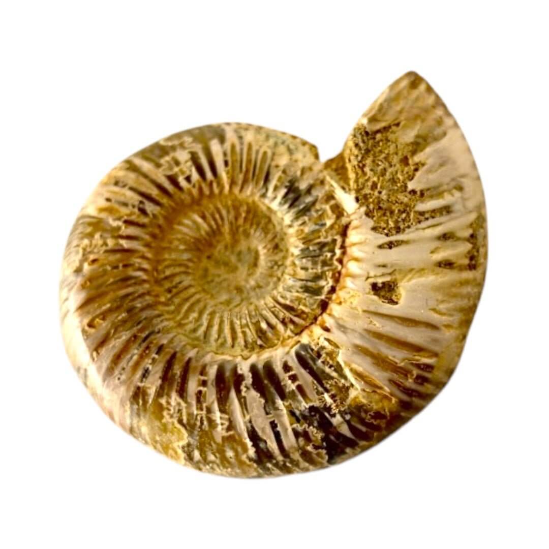 Ammonit – Naturkunst aus der Urzeit