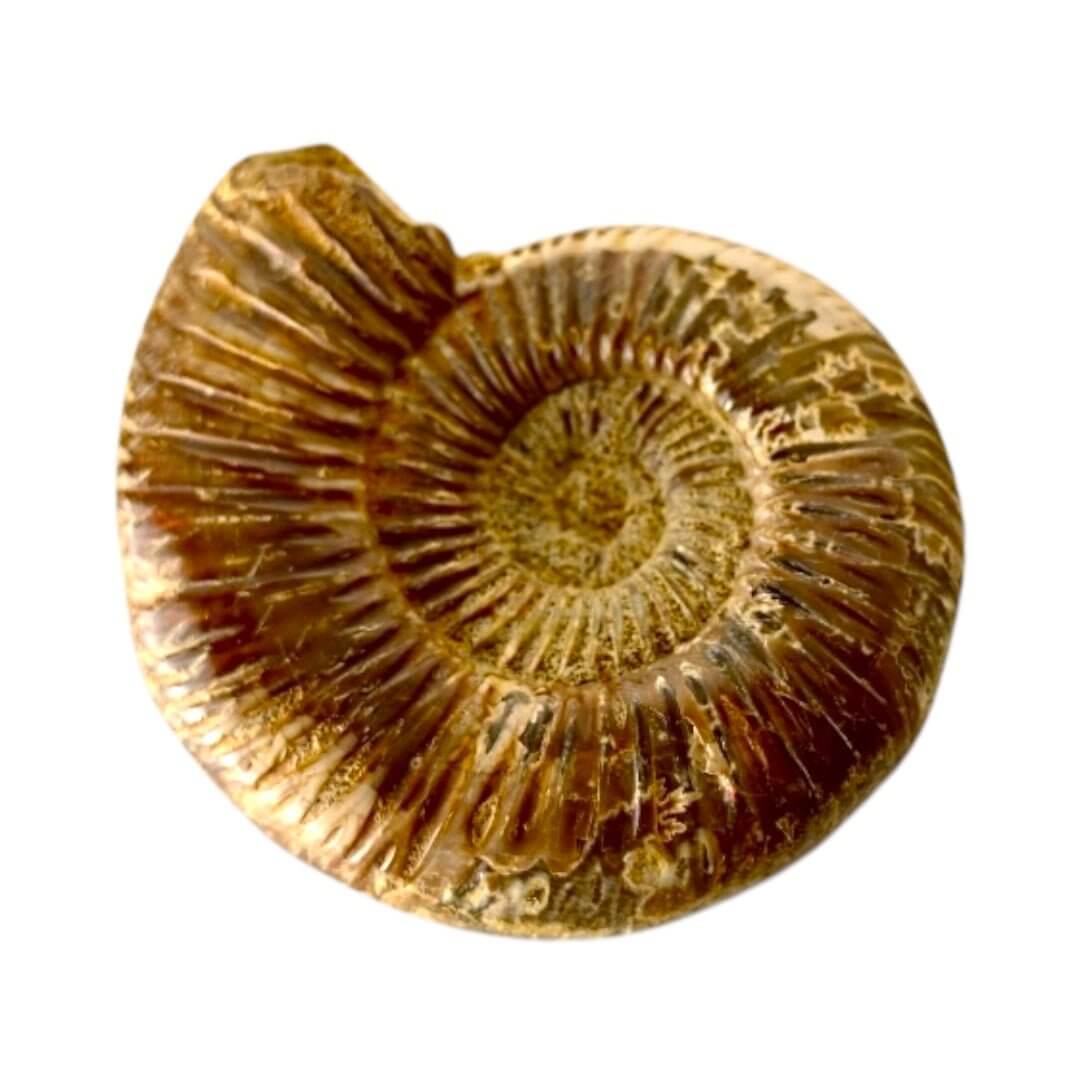 Ammonit – Naturkunst aus der Urzeit