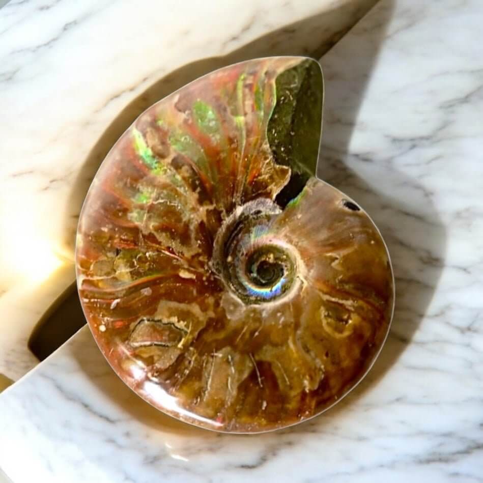 Schillernder Ammonit - Fossiles Farbspiel