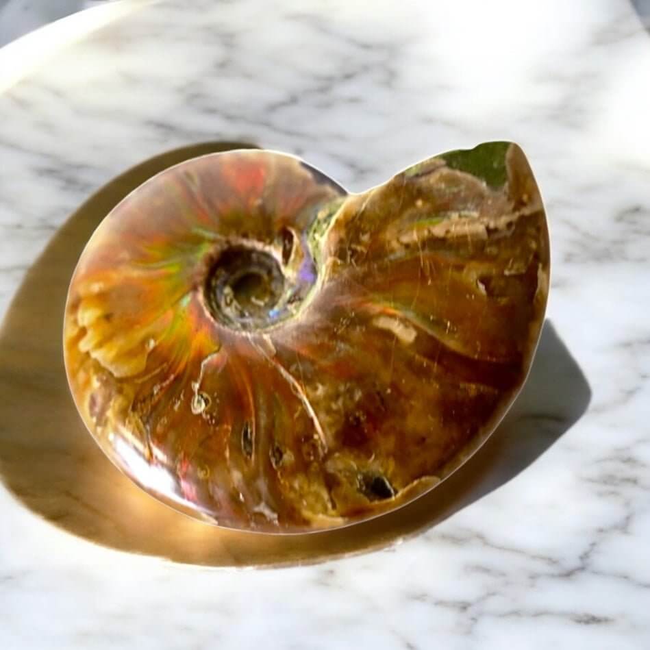 Schillernder Ammonit - Fossiles Farbspiel