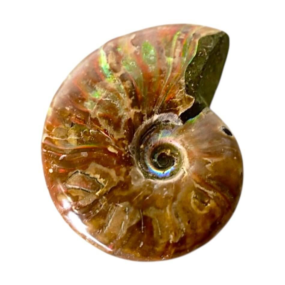 Schillernder Ammonit - Fossiles Farbspiel