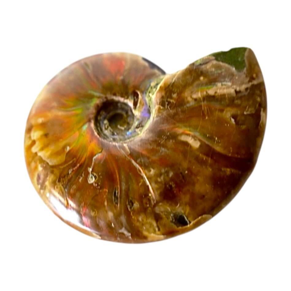 Schillernder Ammonit - Fossiles Farbspiel