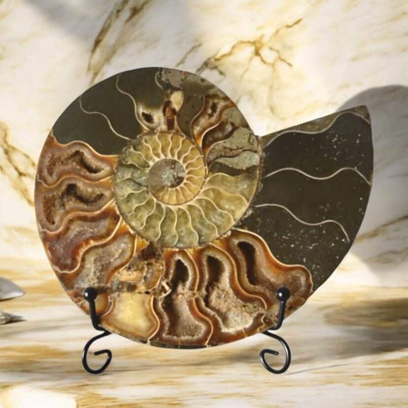 Fossiles Naturwunder: Ammonit – Stilvolle Deko für Raum und Meditation