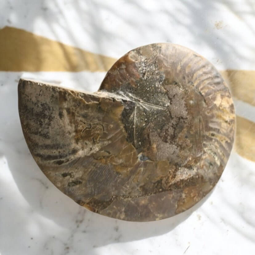 Fossiles Naturwunder: Ammonit – Stilvolle Deko für Raum und Meditation