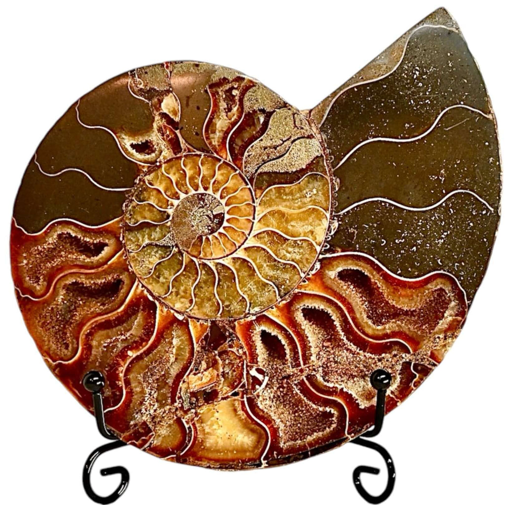 Fossiles Naturwunder: Ammonit – Stilvolle Deko für Raum und Meditation