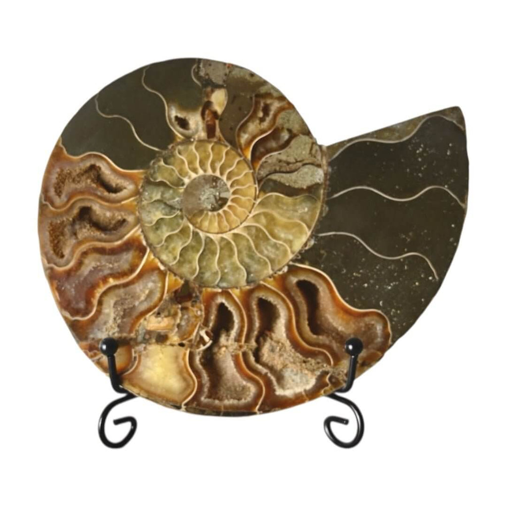 Fossiles Naturwunder: Ammonit – Stilvolle Deko für Raum und Meditation