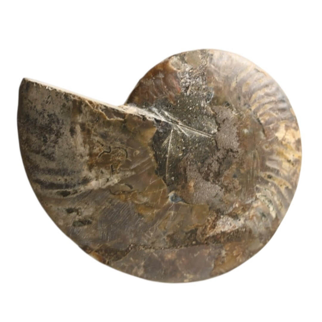Fossiles Naturwunder: Ammonit – Stilvolle Deko für Raum und Meditation