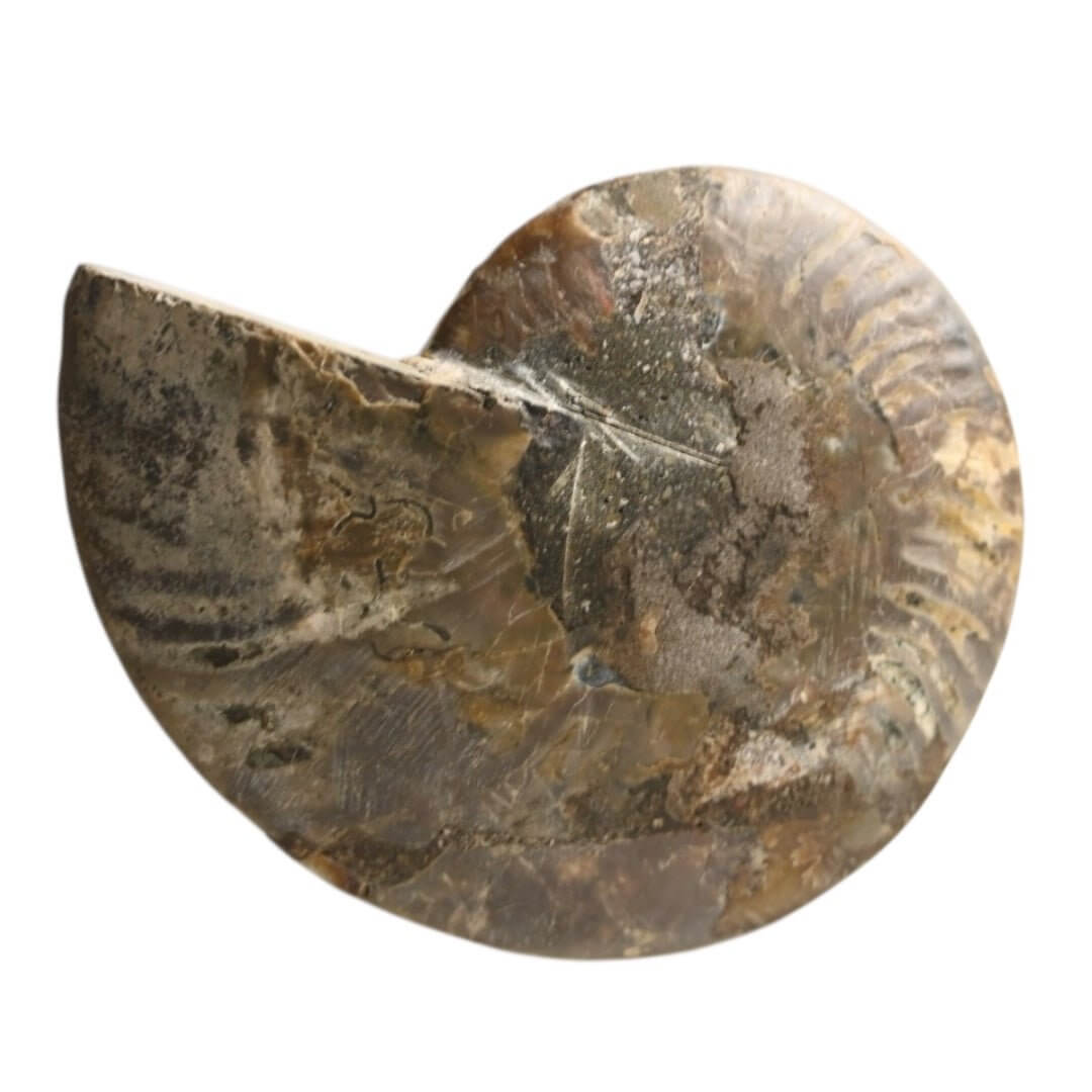 Fossiles Naturwunder: Ammonit – Stilvolle Deko für Raum und Meditation