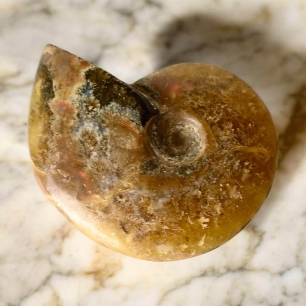 Schillernder Ammonit - Naturkunst aus der Urzeit