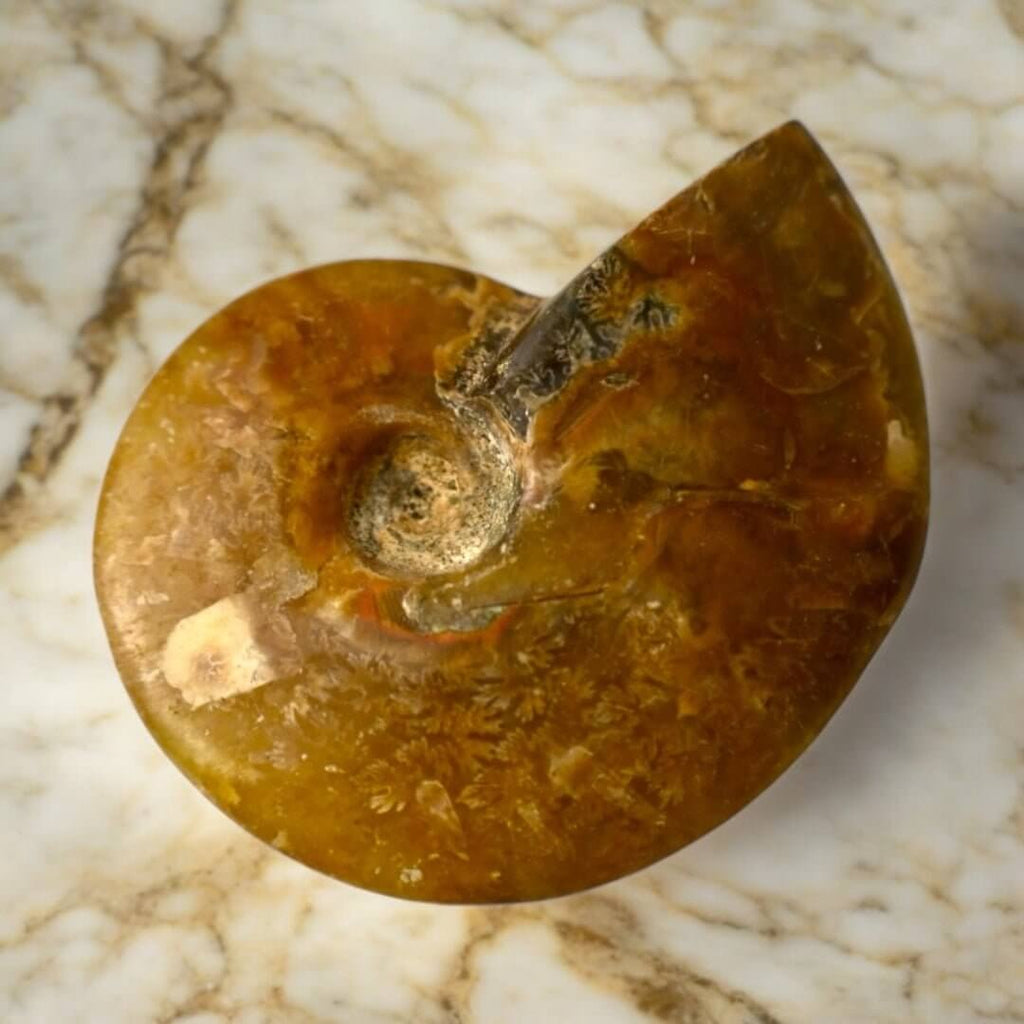 Schillernder Ammonit - Naturkunst aus der Urzeit