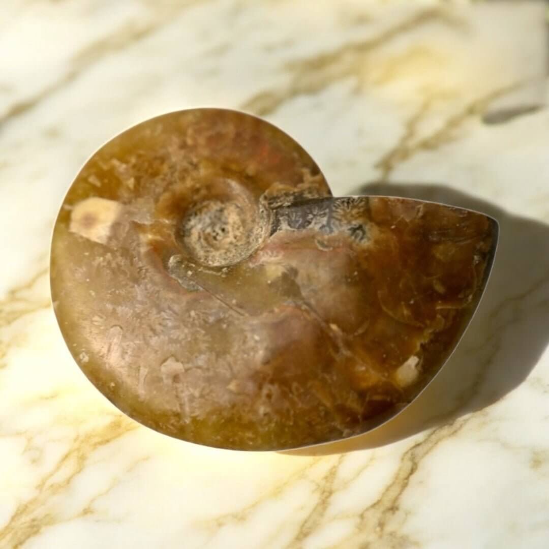 Schillernder Ammonit - Naturkunst aus der Urzeit