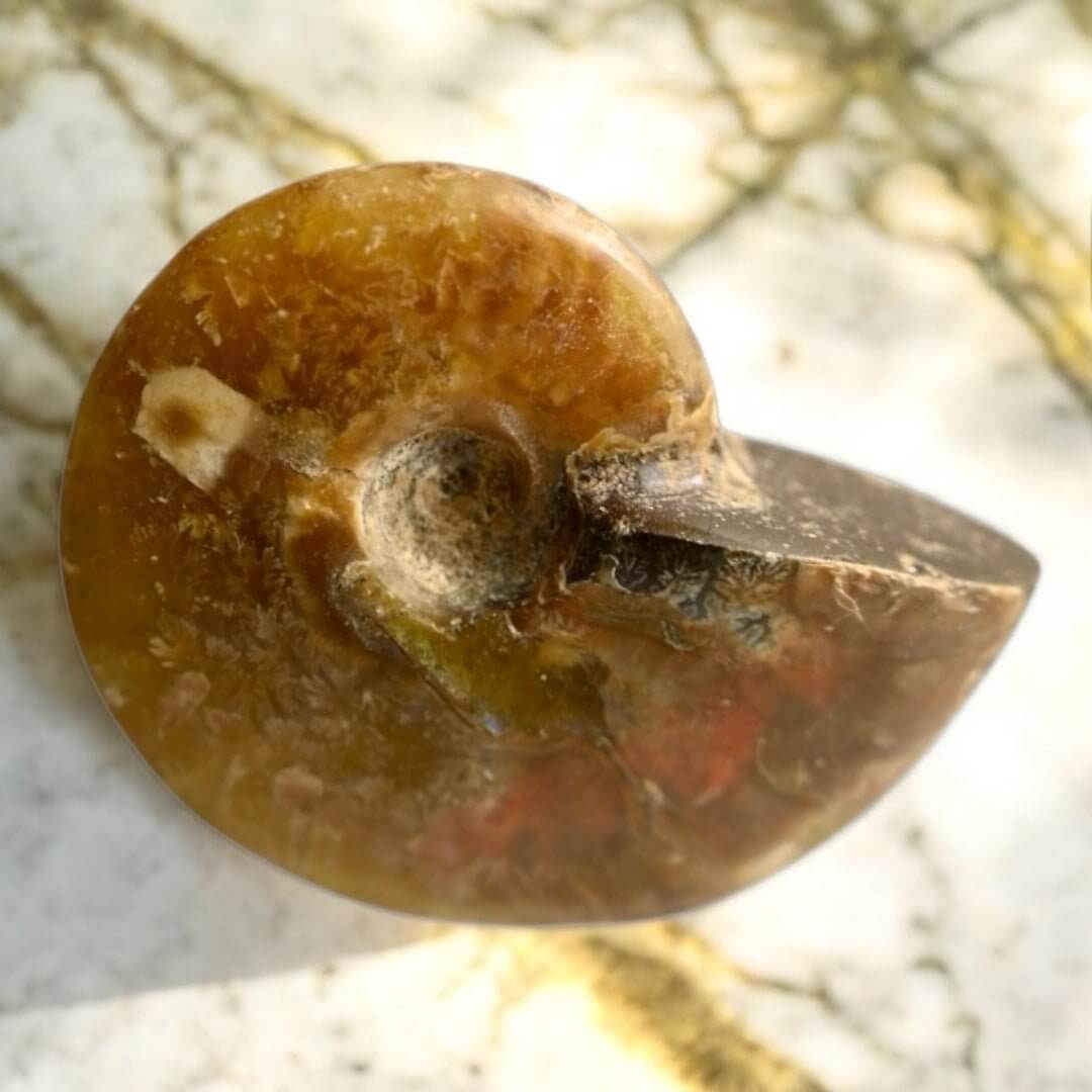 Schillernder Ammonit - Naturkunst aus der Urzeit