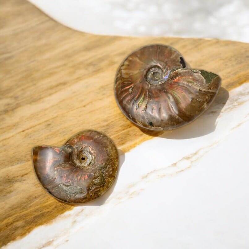 Schillernder Ammonit - Naturkunst aus der Urzeit