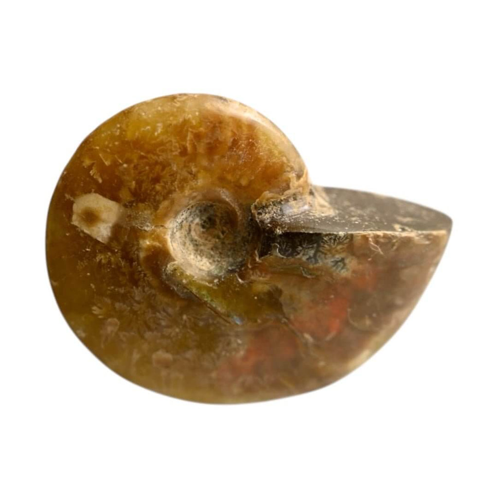 Schillernder Ammonit - Naturkunst aus der Urzeit