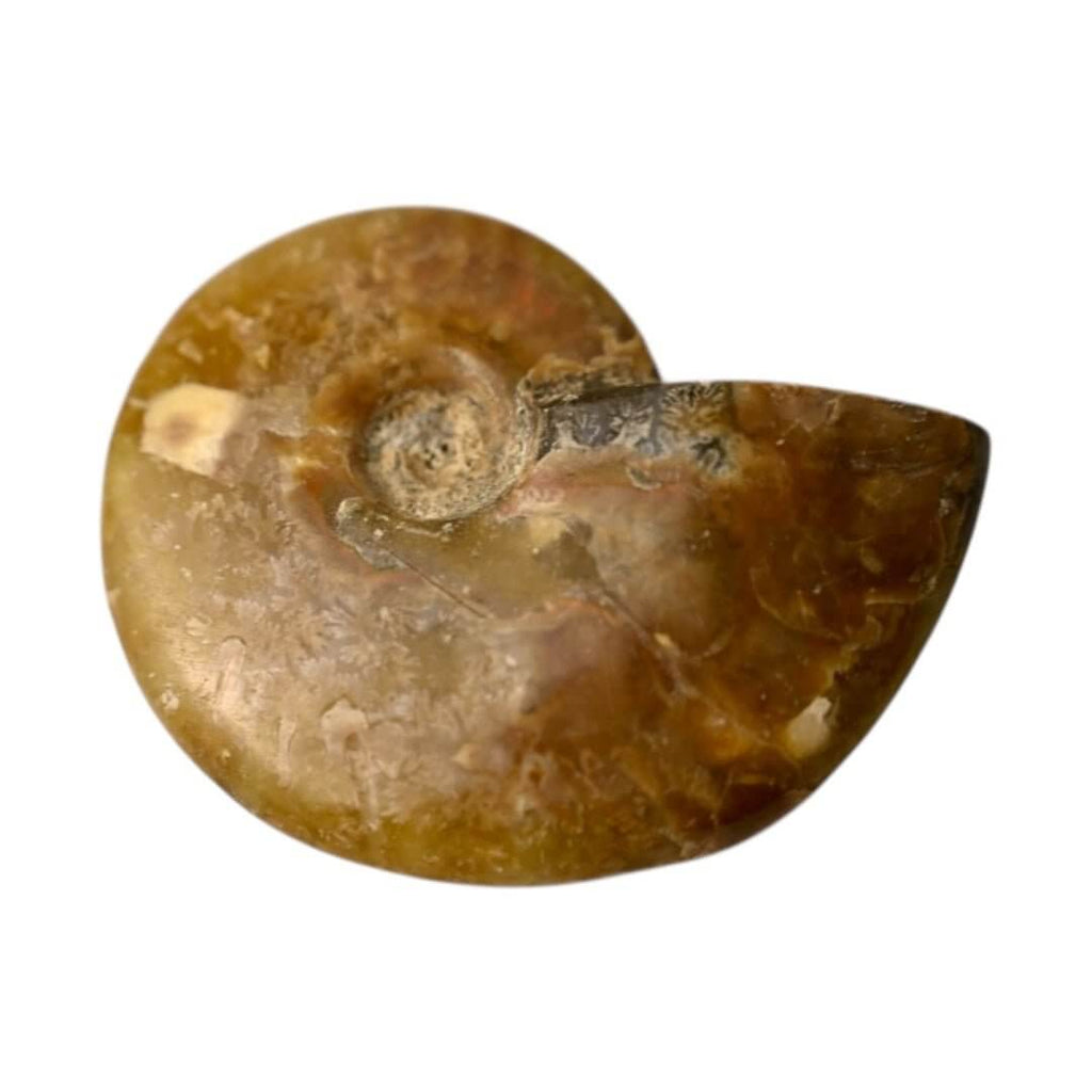 Schillernder Ammonit - Naturkunst aus der Urzeit