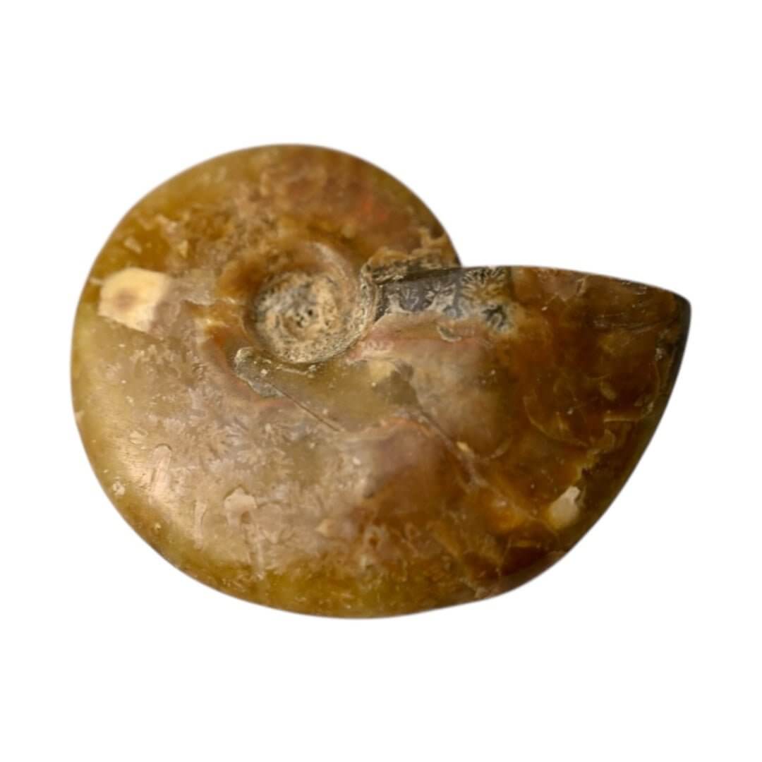 Schillernder Ammonit - Naturkunst aus der Urzeit