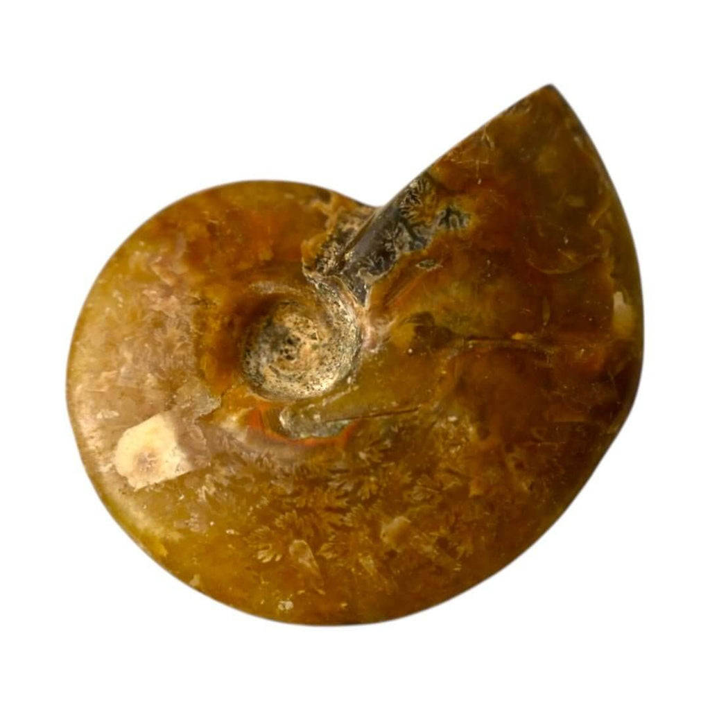 Schillernder Ammonit - Naturkunst aus der Urzeit