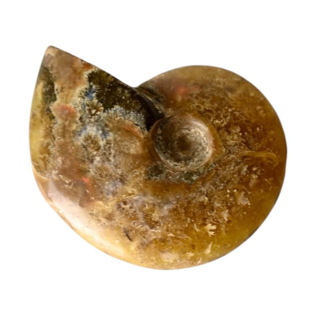 Schillernder Ammonit - Naturkunst aus der Urzeit