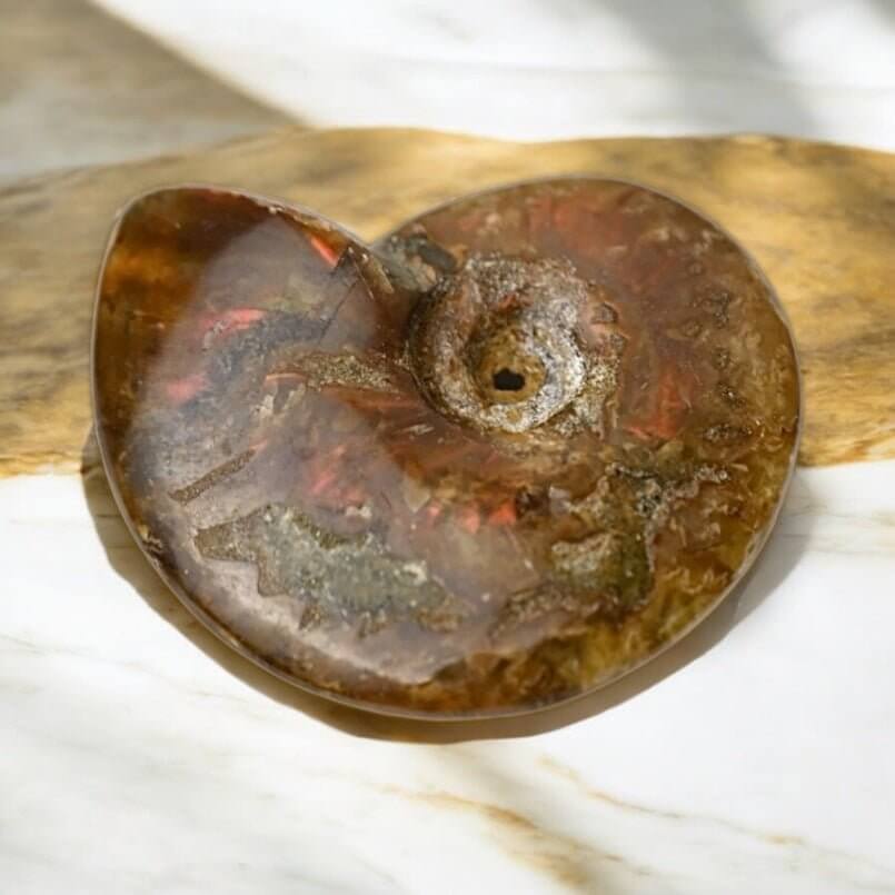 Schillernder Ammonit - Schimmerndes Naturwunder