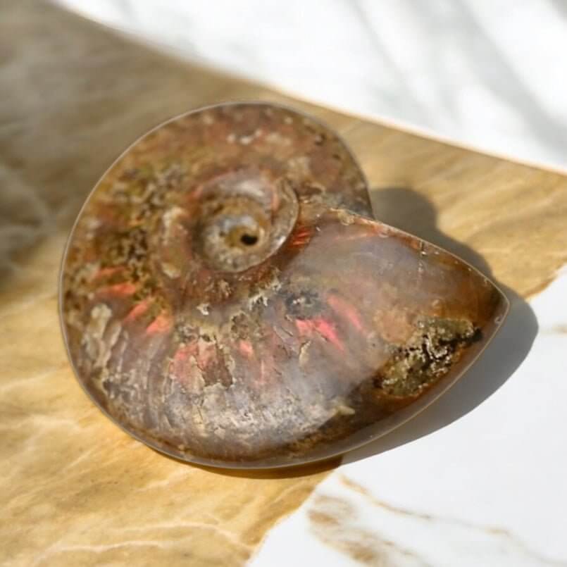 Schillernder Ammonit - Schimmerndes Naturwunder