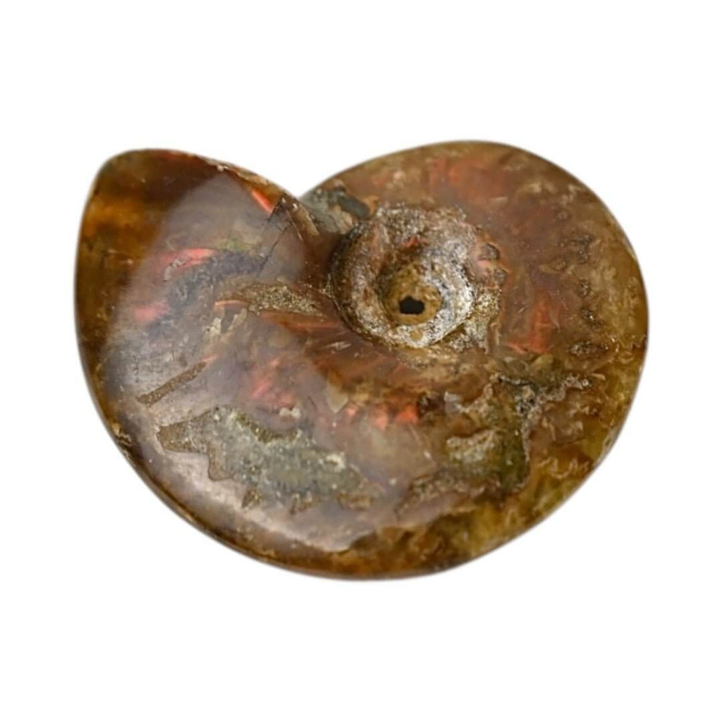 Schillernder Ammonit - Schimmerndes Naturwunder