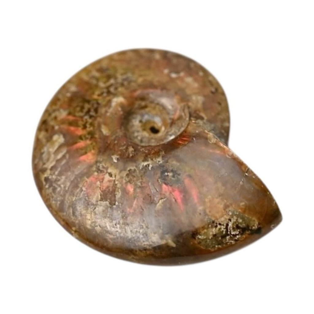 Schillernder Ammonit - Schimmerndes Naturwunder